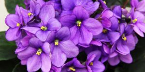 violetas lindas e floridas